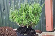 Strong Lavender Hidecote in 3 litre pot