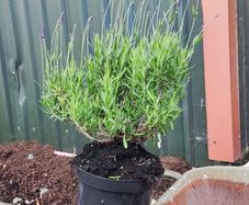 Strong Lavender Hidecote in 3 litre pot