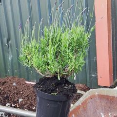 Strong Lavender Hidecote in 3 litre pot