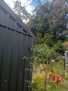 large 2.8 metre eucalyptus tree