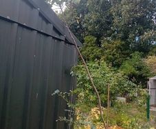 large 2.8 metre eucalyptus tree
