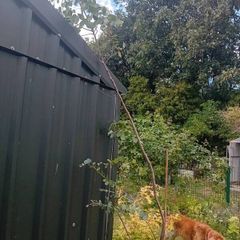 large 2.8 metre eucalyptus tree