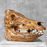 Authentic Hand Carved Wild Boar Skull - Bone Image 6