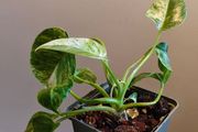 Philodendron Giganteum Variegated