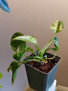 Philodendron Giganteum Variegated