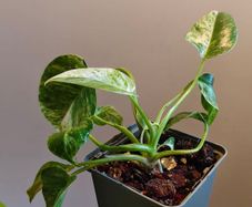 Philodendron Giganteum Variegated