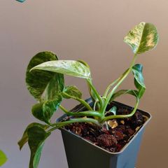 Philodendron Giganteum Variegated