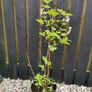Thornless blackberry plant Image 2