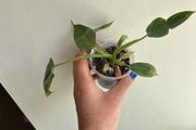 Philodendron Spiritus Sancti
