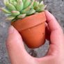 plant Image 2