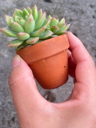 plant