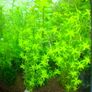 Aquarium plants Image 4