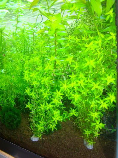 Aquarium plants