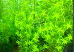 6 species Aquarium plants