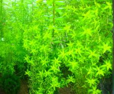 6 species Aquarium plants