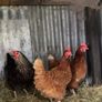 9 lovely hens for sale Image 5