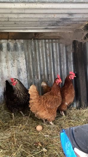 9 lovely hens for sale