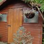 Blue Spruce in a pot Image 3
