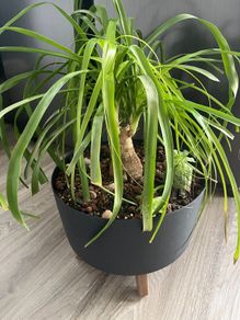 Ponytail palm plant