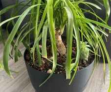 Ponytail palm plant