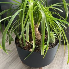 Ponytail palm plant