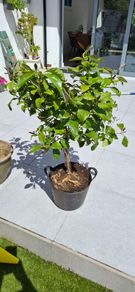 Lemon Tree