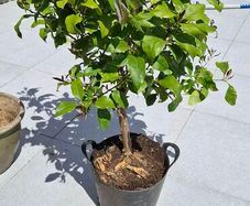 Lemon Tree