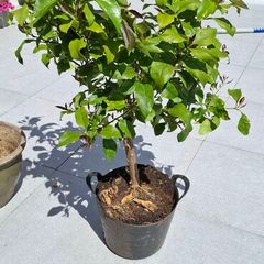 Lemon Tree