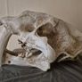 1/1 resin copy of a saber tooth cat skull. Image 3