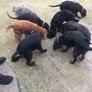 Pet minder in the comfort of their own homes. Image 5