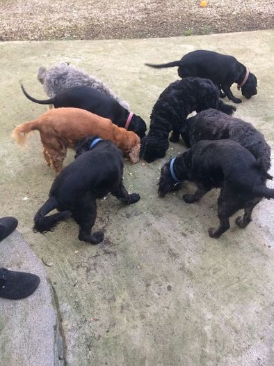 Pet minder in the comfort of their own homes.