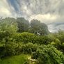 I don't have the equipment or the height?! To deal with the laurel trees, they seem to be expensive in the shops, if someone/people could cut my lawn, you can take whatever you want for the laurels. Image 4