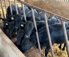 15 Aberdeen Angus Weanling Bulls