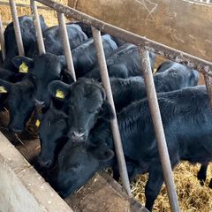 15 Aberdeen Angus Weanling Bulls