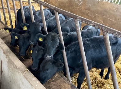 15 Aberdeen Angus Weanling Bulls