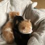 1 month old kittens Image 7