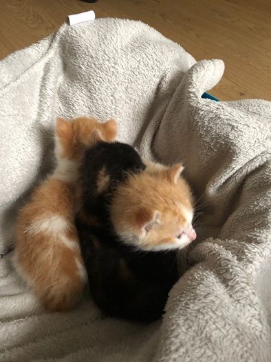 1 month old kittens
