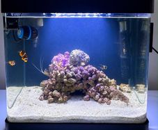 fish tank marine