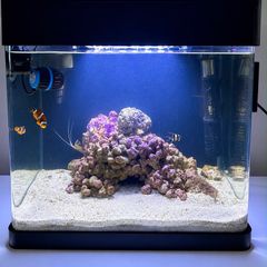 fish tank marine