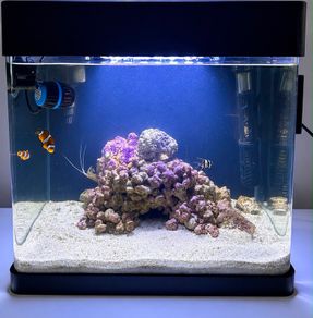 fish tank marine