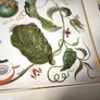 botanical print of passion flowers by Maria Merian by Amazing Rare Things Image 4