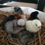 Usa Silkie Chicks Image 3