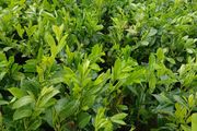 Large Laurel Hedging - Discounts on larger orders.