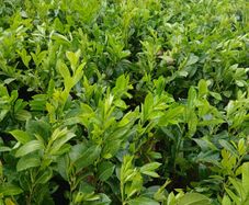 Large Laurel Hedging - Discounts on larger orders.