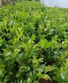 Large Laurel Hedging - Discounts on larger orders.