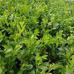 Large Laurel Hedging - Discounts on larger orders.