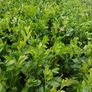 Instant hedge - Laurel 80 - 85cm  tall and bushy Image 3