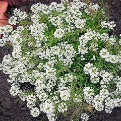 (A) Alissum Benthamii seeds 0.5g (approx. 1250 seeds) (414178)