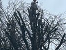 tree surgeon Image 3