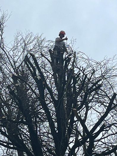tree surgeon